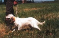 Setter Anglais RADENTIS MISS Setter Anglais RADENTIS MISS